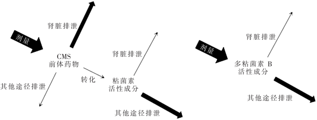 一文读懂：多黏菌素B和E的差异性和及何选择(图3)